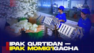 Ипак қуртидан – ипак момиғигача (+видео)