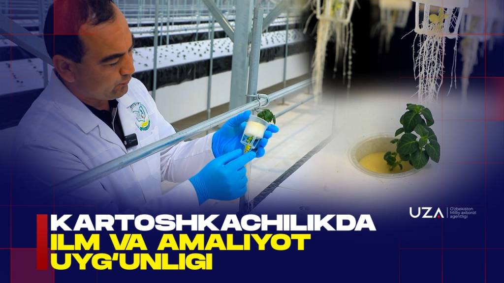 Kartoshkachilikda ilm va amaliyot uyg‘unligi samarasi (+video)