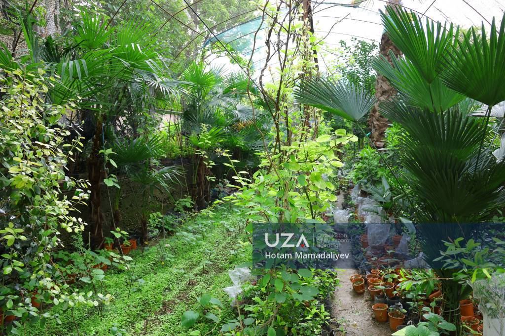 Tomorqa – barqaror daromad manbai