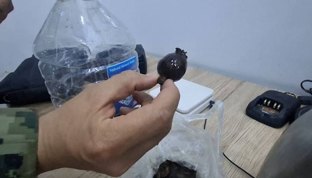 Termos ichida yashirilgan ko‘knori boshoqlari fosh etildi