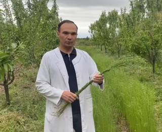 Ўзбекистонда илк бор толали зиғир экиб етиштирилди