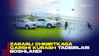 Зарарли чигирткага қарши кураш тадбирлари бошланди (+видео)