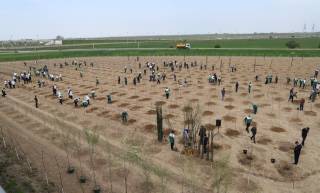 Баҳор мавсумида 5 миллион 912 минг туп  кўчат экилади