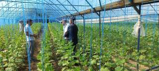 Пешағорда томорқачилик ривожланмоқда