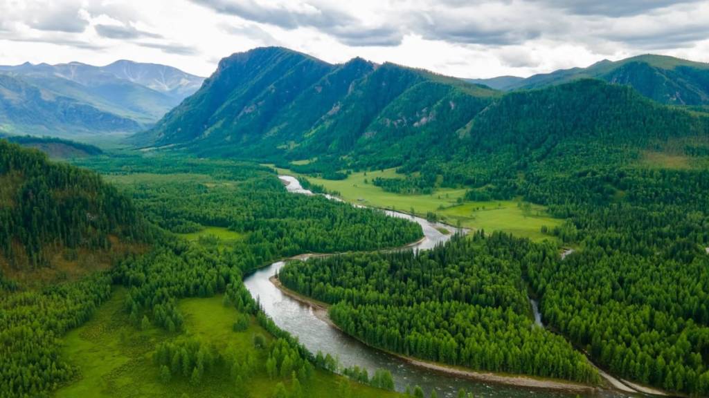 Дроны будут сажать леса в Сибири