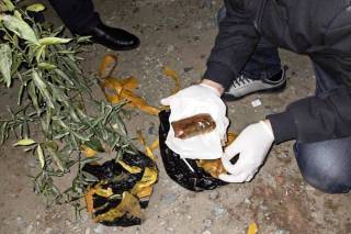 Limon ko‘chati tomiriga yashirilgan “opiy”