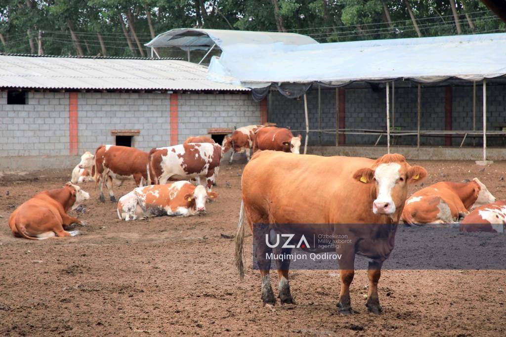 Чорвачиликда санитария-гигиена ойлиги эълон қилинди