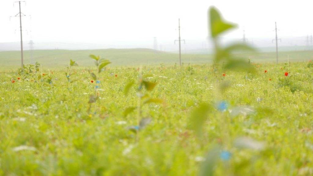 Jizzaxda intensiv bog‘lar