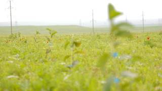 Жиззахда интенсив боғлар