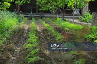 Томорқа –  даромад манбаи