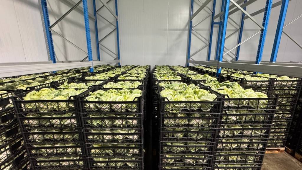 Жиззах карами Европа бозорига йўл олди