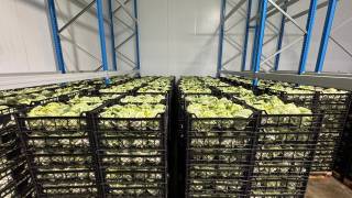 Жиззах карами Европа бозорига йўл олди