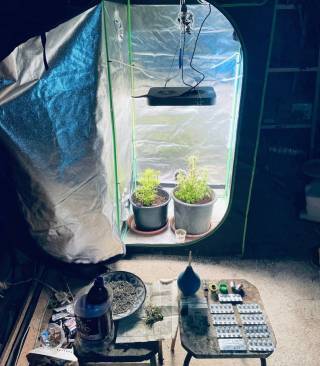 Гиёҳвандлик: келажакни асраш йўлидаги муҳим вазифа