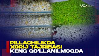 Пиллачиликда хориж тажрибаси кенг қўлланилмоқда  (+видео)