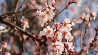 Бахмал боғларида баҳор (+видео)