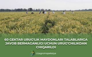 Nazorat kuchaytirildi: 60 gektar urug‘lik maydonida kamchiliklar aniqlandi