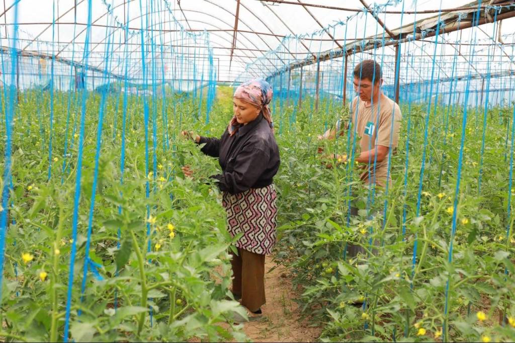 Элободликлар кичик майдонлардан  катта даромад топмоқда