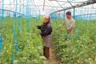 Элободликлар кичик майдонлардан  катта даромад топмоқда