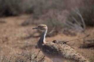 Yo‘rg‘a tuvaloq qushlar tabiatga joziba bag‘ishladi