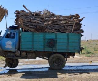 Саксовулзорлар экологик барқарорлик гаровидир