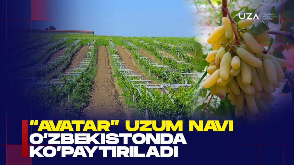 Дунёга машҳур “Аватар” узуми Ўзбекистонда кўпайтирилади (+видео)