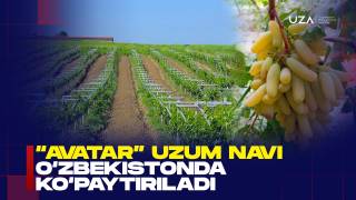 Dunyoga mashhur “Avatar” uzumi O‘zbekistonda ko‘paytiriladi (+video)