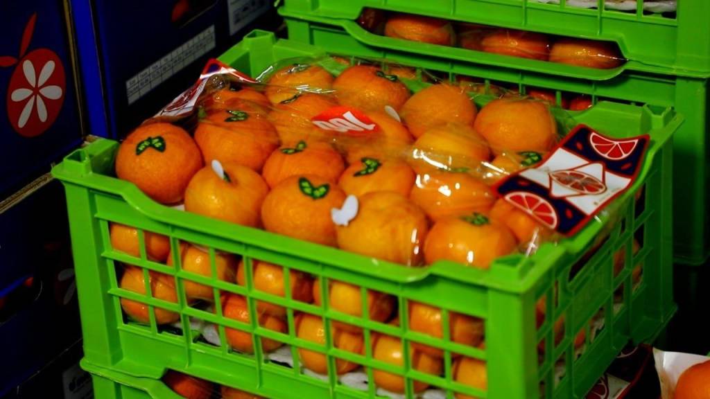 Sirdaryoda 2,5 mlrd so‘mlik noqonuniy yuk fosh etildi