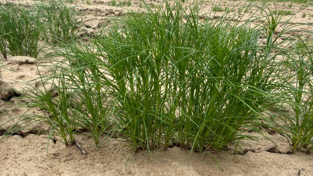 Arnasoyda zira – “yashil oltin” parvarishlanmoqda