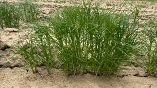 Arnasoyda zira – “yashil oltin” parvarishlanmoqda