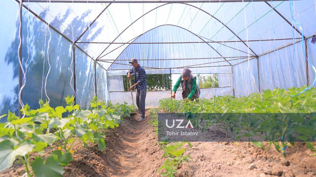 Иссиқхона – барқарор даромад манбаи