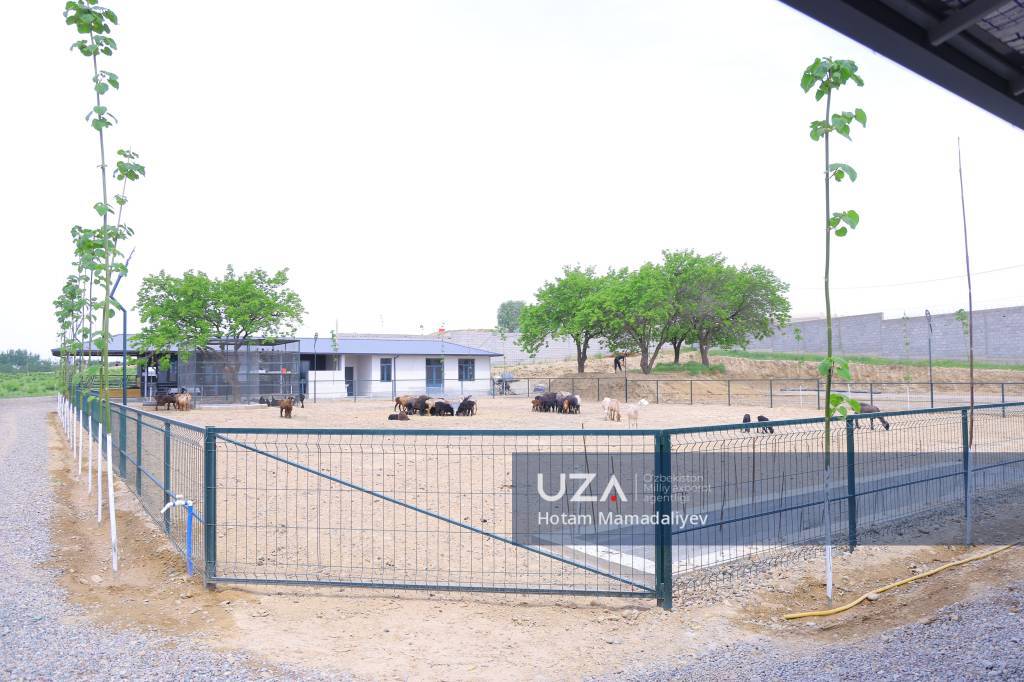 Namanganda zamonaviy chorvachilik majmuasi barpo etilmoqda