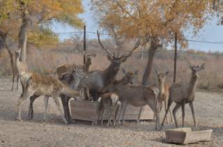 Оролбўйининг туристик салоҳиятини оширишдаги ютуқлар ва истиқболлар