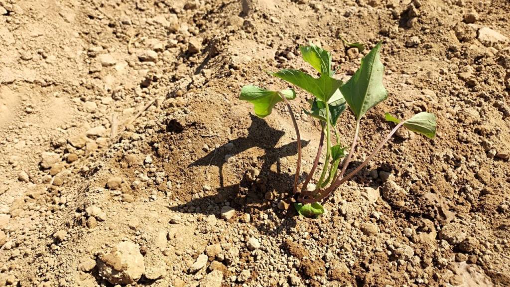 Выращиваем батат