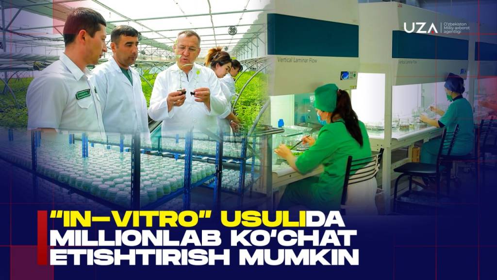 “In-vitro” усулида миллионлаб кўчат етиштириш мумкин (+видео)