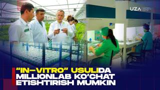 “In-vitro” усулида миллионлаб кўчат етиштириш мумкин (+видео)