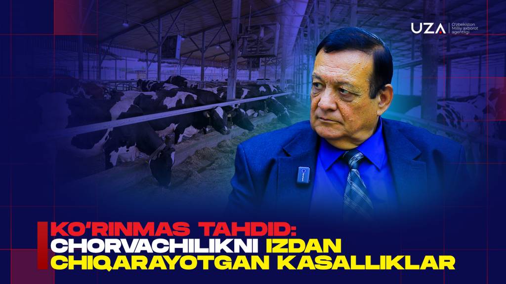 Ko‘rinmas tahdid: chorvachilikni izdan chiqarayotgan kasalliklar (+video)