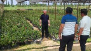 Изучается зарубежный опыт выращивания клубники