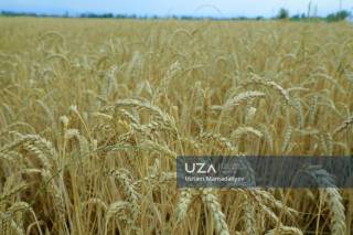 Учқўрғонда ғалла ўрими бошланди