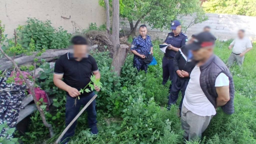 Гиёҳвандликка оид қонунбузарлик фош этилди