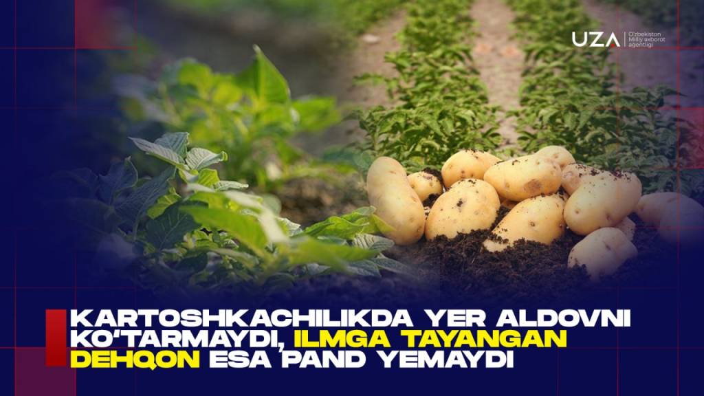 Картошкачиликда ер алдовни кўтармайди, илмга таянган деҳқон эса панд емайди