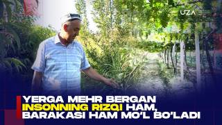 Ерга меҳр берган инсоннинг ризқи ҳам, баракаси ҳам мўл бўлади (+видео)
