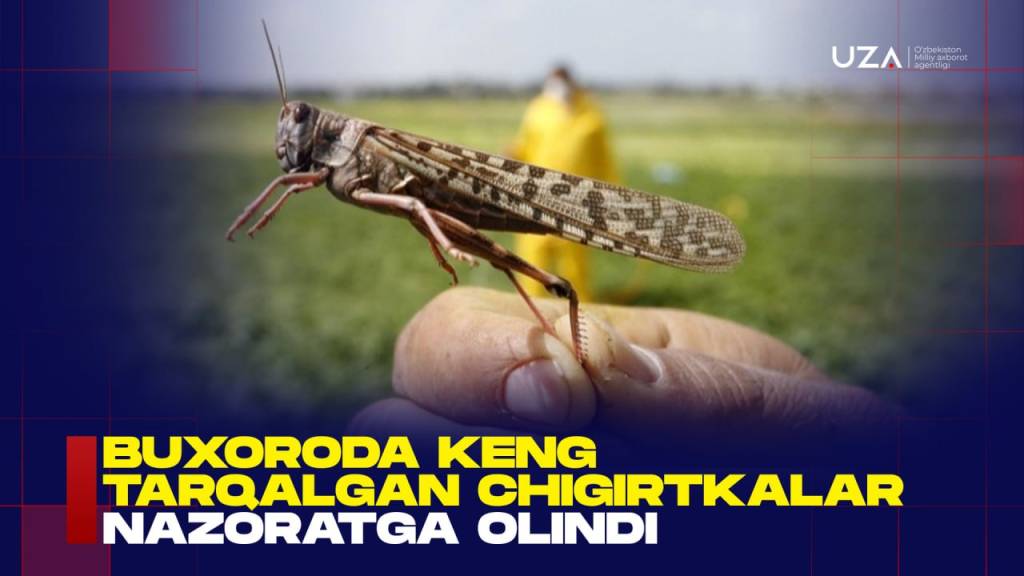 Chigirtkalar hujumiga qarshi faol kurash: Nazorat kuchaytirildi