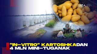 In-vitro картошка: Ўзбекистонда ҳосилдорлик 30 тоннагача оширилади.