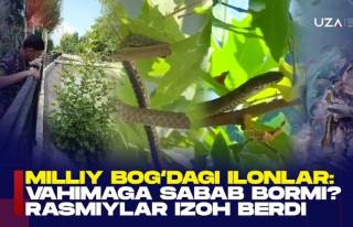 Milliy bog‘dagi ilonlar: vahimaga sabab bormi? Rasmiylar izoh berdi (+video)