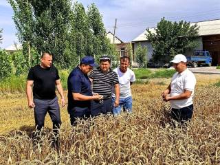 Бешариқ тумани ғаллакорлари маррага етиб келдилар