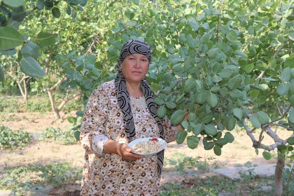 Томорқасини пистазорга айлантираётган оила
