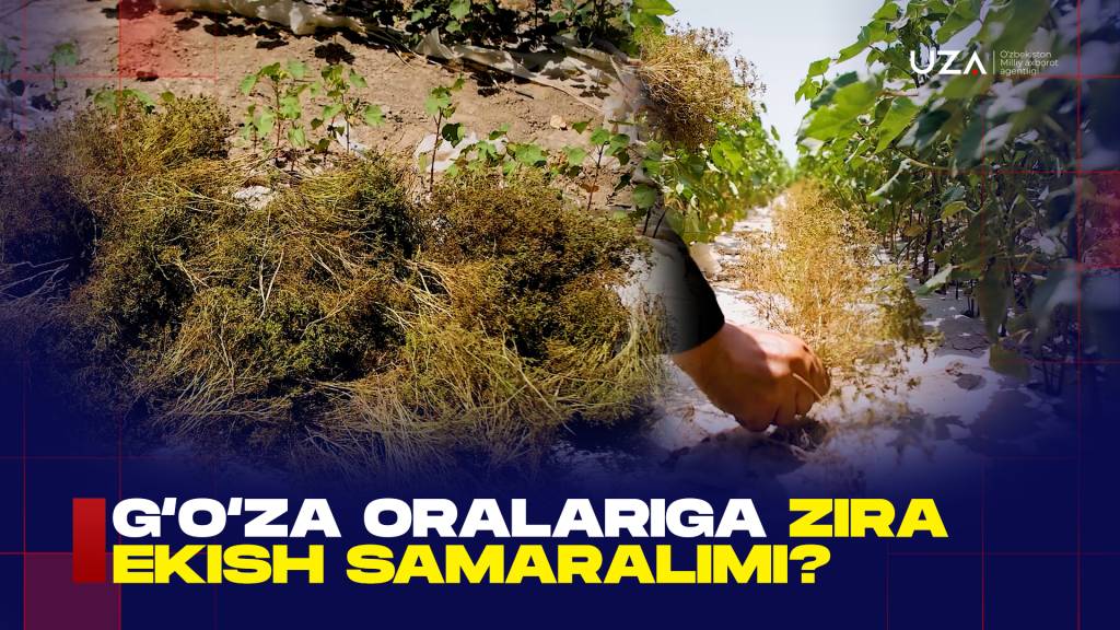 Ғўза қатор ораларига зира экиш тажрибаси ўрганилмоқда (+видео)