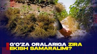 Ғўза қатор ораларига зира экиш тажрибаси ўрганилмоқда (+видео)