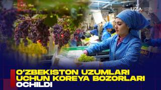 Ўзбекистон узумлари учун Корея бозори очилди (+видео)