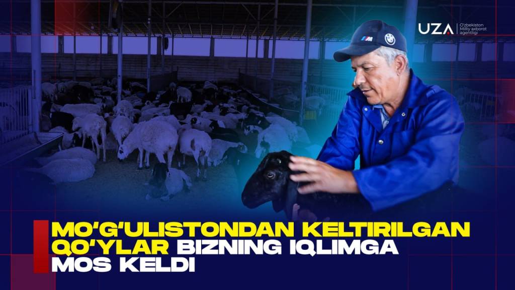 Mo‘g‘ulistondan keltirilgan qo‘ylar bizni iqlimga mos keldi (+video)